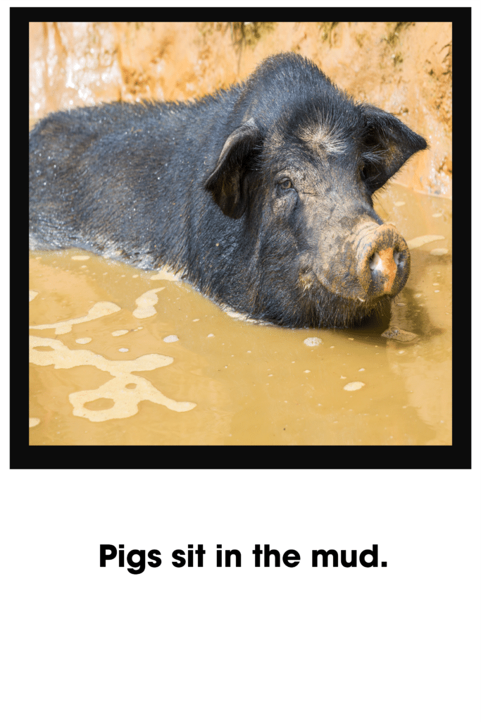 Pigs sit in mud2