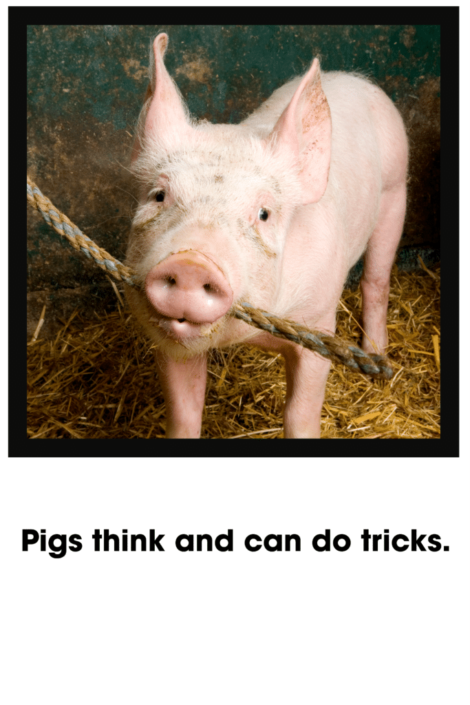 Pigs think