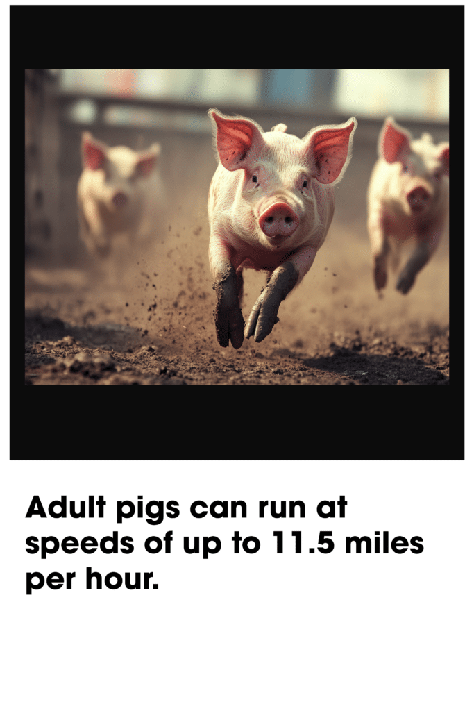 fast unning pigs