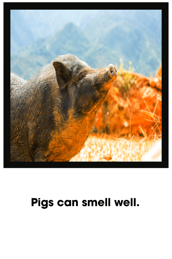 good smell