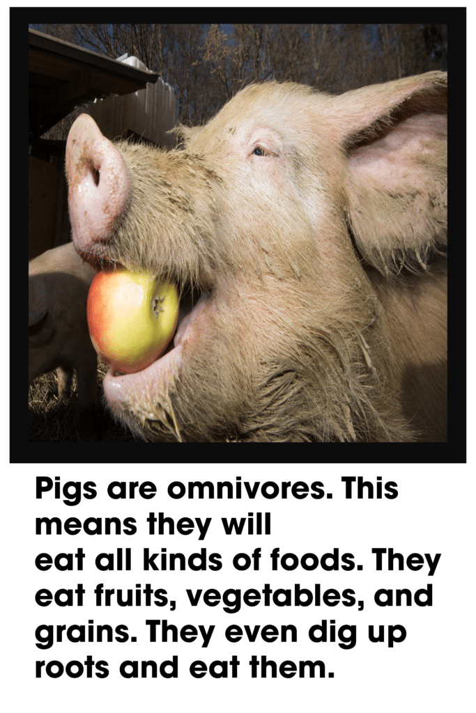 pigs are omnivores 2
