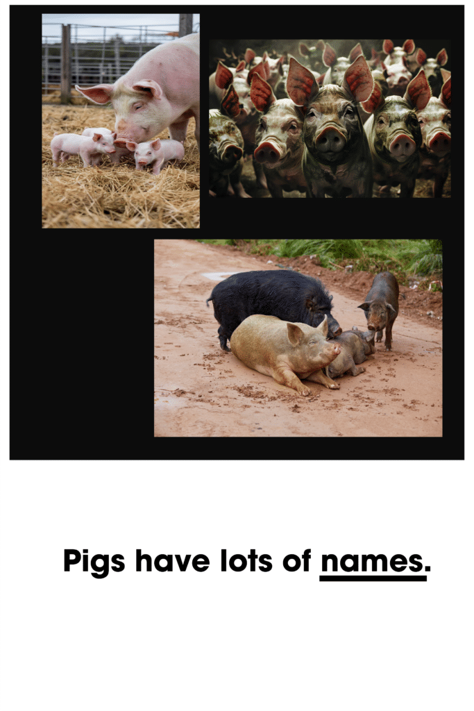 pigs have different names