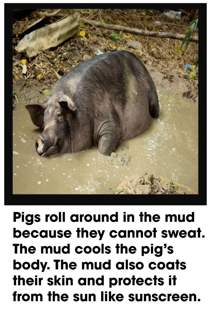 pigs roll in the mud 3