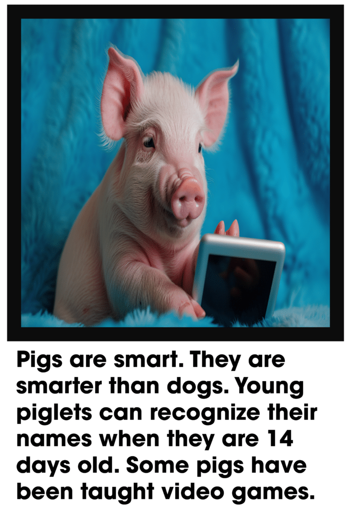 smrt pigs