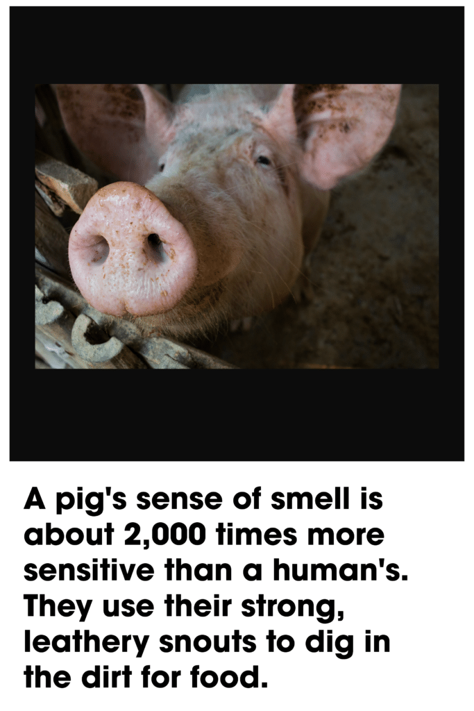 snouts